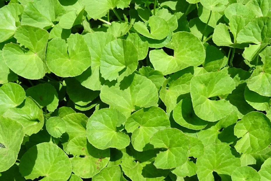 benefits of brahmi