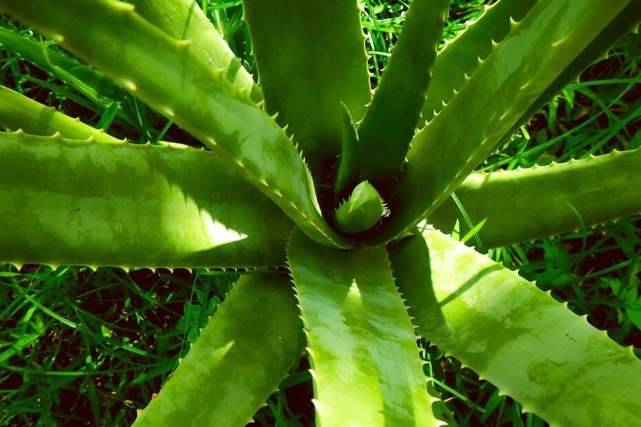 aloe vera, aloe, plant