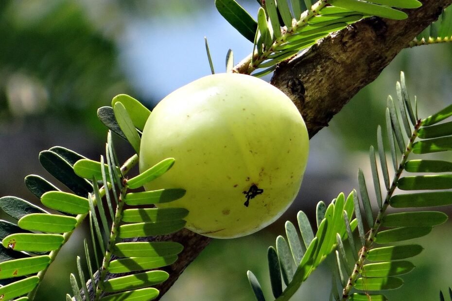 indian gooseberry, amla, phyllanthus emblica