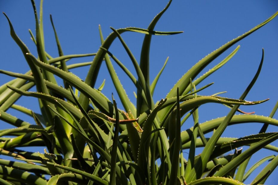 aloe vera sunlight