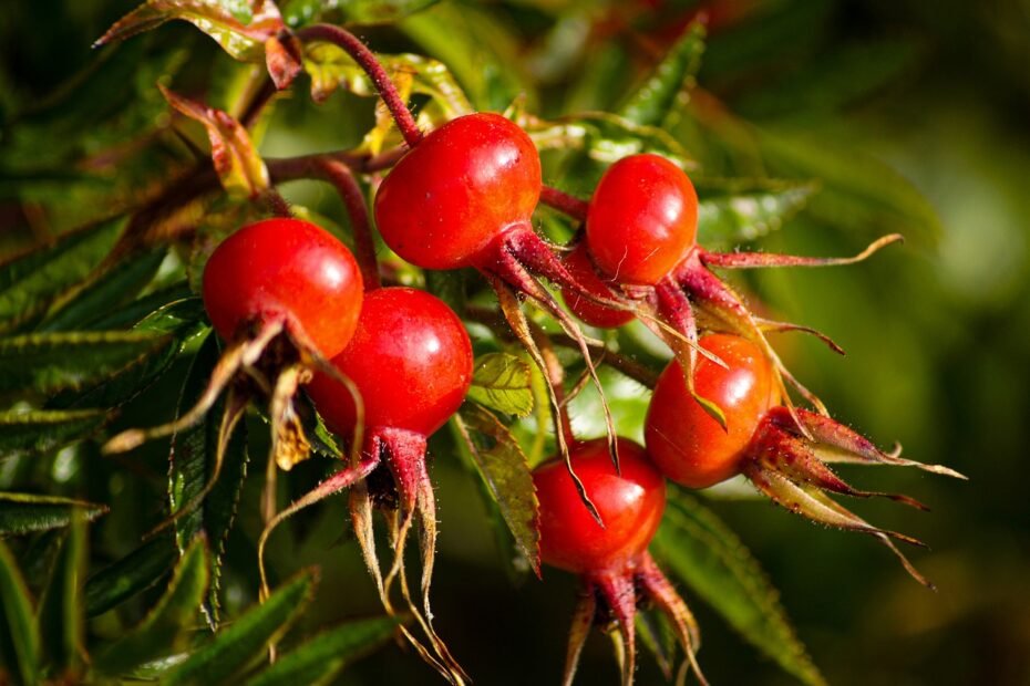 rosehip oil