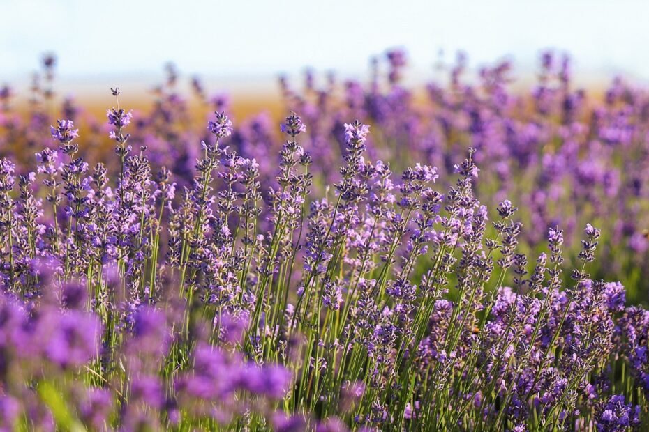 lavender, field, purple