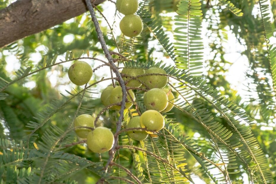 Amla Candies