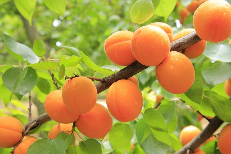 apricots, apricot tree, fruit