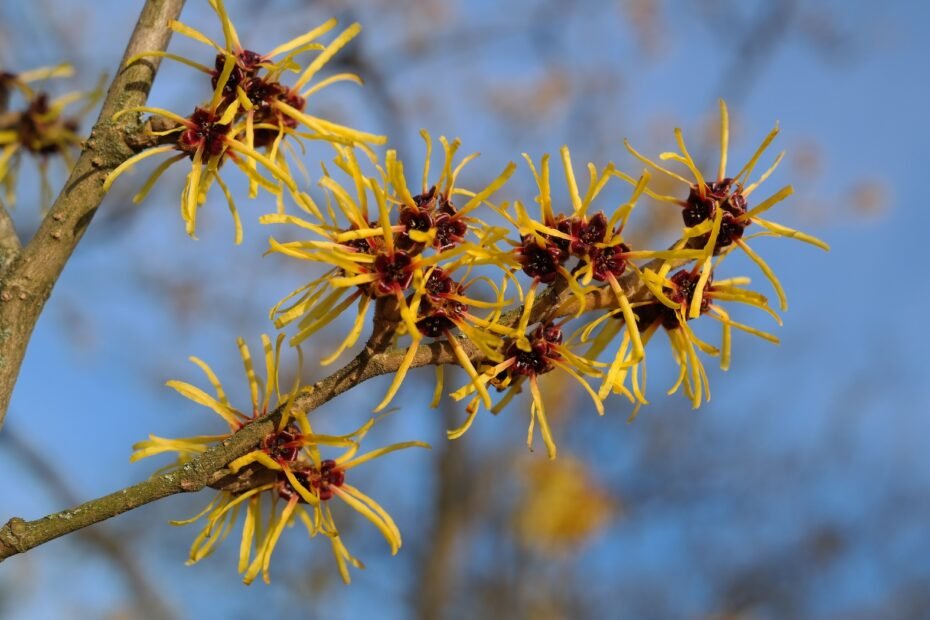 witch hazel benefits